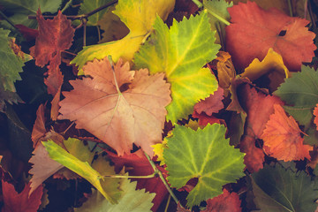 texture of autumn leaves background