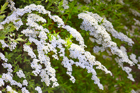 White flowers spiraea arguta at spring