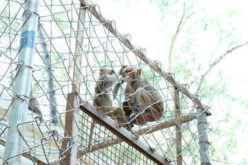 A cute monkey lives in a natural of India.