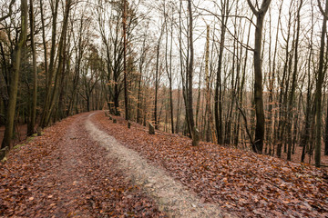 Fototapeta premium road in the forest