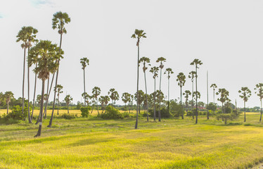 Sugar palm in rice field Landscape view in Thailand