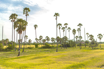 Sugar palm in rice field Landscape view in Thailand