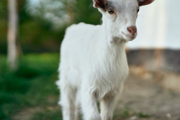 goat on the farm
