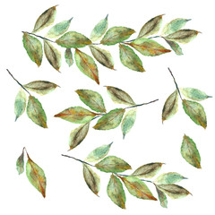 Zestaw jesiennych liści w technice akwarelowej - obrazy, fototapety, plakaty
