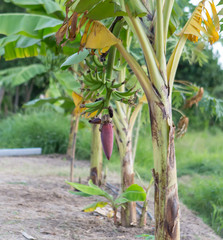 Banana Tree With Banana Blossom