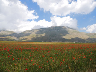 The plains of Castelluccio di Norcia in the national park of 