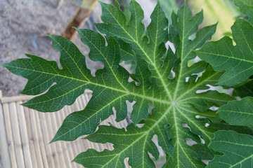 Papaya leaves, soft papaya in the top view, blurred background