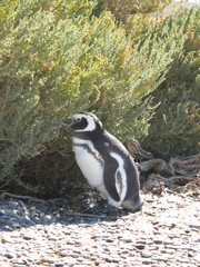Naklejka premium Magellanic penguins (Spheniscus magellanicus). - stock photo Peninsula Valdes Animal Reserve, Peninsula Valdes, Chubut, Argentina, Patagonia, South America