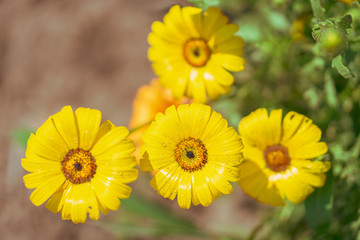 On a green background is sunny yellow flower Doronikum with water drops.  Close-up, top view.