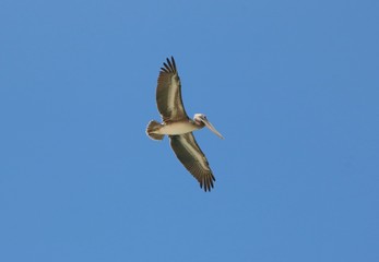 Fototapeta premium Pelican in flight seen from below
