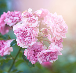 bush of roses with faded pink flowers on a summer evening