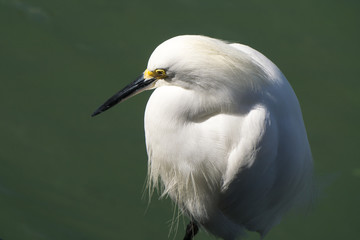 A Florida Great White heron