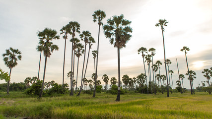 Sugar palm in rice field Landscape view in Thailand