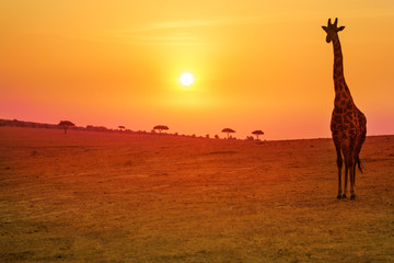 Giraffe and sunset over Kenyan savannah field