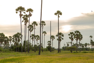 Sugar palm in rice field Landscape view in Thailand