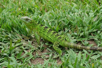 Closeup of an alert green lizard in a green grassy area