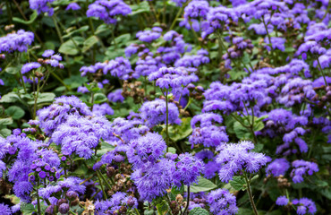 Obraz premium Wild forest flowers