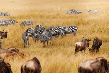 Obraz na płótnie Canvas Groups of zebra and wildebeests in the field