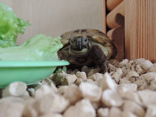 Turtle in the terrarium