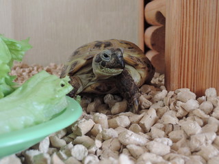 Turtle in the terrarium
