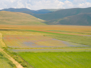 The colors of the lentils fields in Castelluccio di Norcia (Park of Sibillini Mountains) in Umbria, Italy.