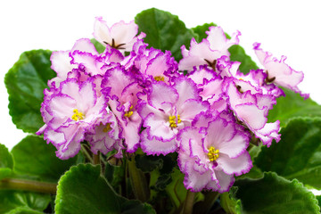 Pink Saintpaulia on a white background pink flowers