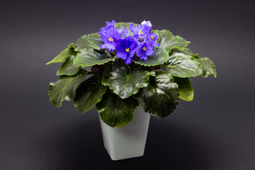 Blue Saintpaulia on a dark background blue flowers