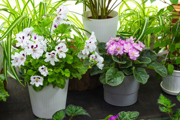 decorative and flowering indoor plants on the windowsill green plants and indoor flowers