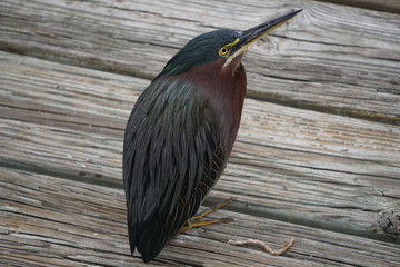 A Florida Green heron sitting on a dock