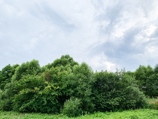Fototapeta premium Green forest in ukrainian forest in summertime