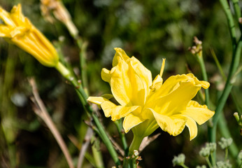 Wild forest flowers