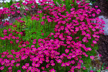 Floral background of pink flowers of saxifrage, spring blooming of saxifrage, small pink flowers