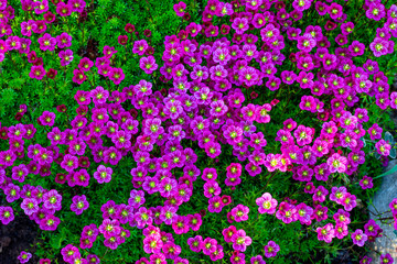 Floral background of pink flowers of saxifrage, spring blooming of saxifrage, small pink flowers