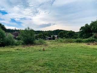 Green forest in ukrainian forest in summertime