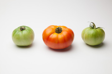Proceso de maduración del tomate, se recoge verde de la planta y se deja madurar fuera, en neveras para que llegue y se mantenga fresco durante mucho tiempo