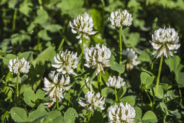 Beautiful white clover flowers on the green grass and leaves background with water drops in the park in summer after rain