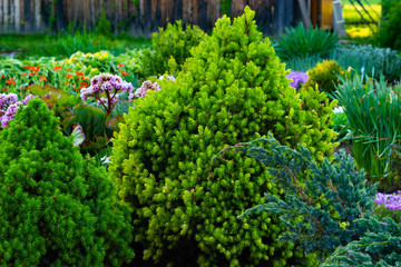 spruce, evergreen spruce in landscape design in the botanical garden.