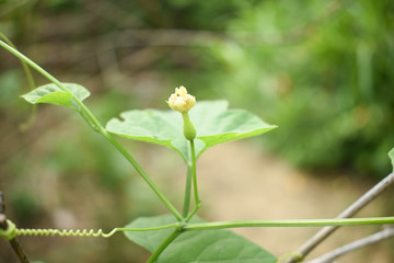 Momordica dioica - Indian Kokado or Kokaro Vegetable Plant Flower Leaves