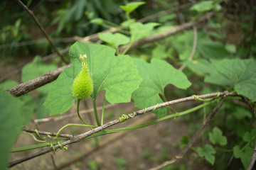 Momordica dioica - Indian Kokado or Kokaro Vegetable Plant Flower Leaves