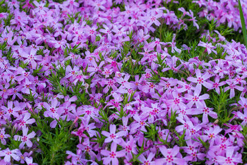 Obraz premium Aubrieta pink closeup, small pink flowers in the garden. Landscape design in the botanical garden.