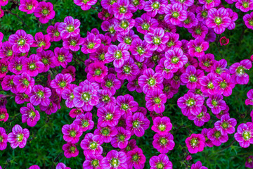 Floral background of pink flowers of saxifrage, spring blooming of saxifrage, small pink flowers