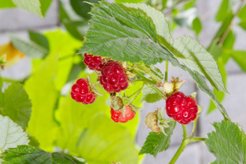ripe red raspberry berries among the leaves