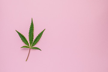 Fresh leaves of hemp on a pink background with copy space. Top view.