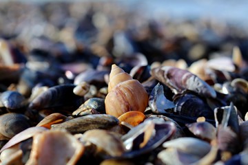 caracol na praia