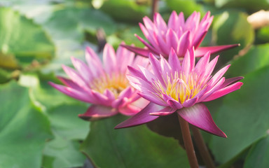 Pink lotus flowers blooming in lotus pond,,selective focus,blurred green leaf background.water lily aquatic plants for worship