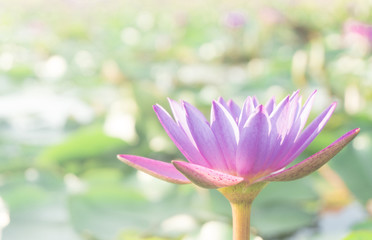 Fototapeta premium Purple and Pink lotus flowers blooming in lotus pond with sunrise,selective focus,blurred green leaf background.water lily aquatic plants for worship