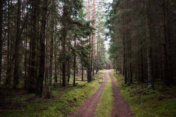 road in forest