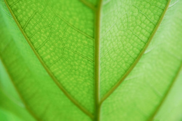 Tropical leaf texture lined pattern background in forest,yellow and green plant ecology,colorful in spring season