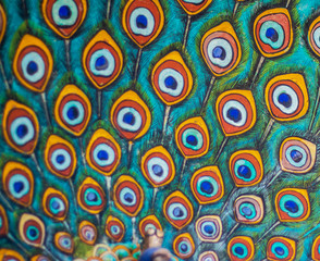 peacock on the walls of ancient palace in Jaipur rajasthan