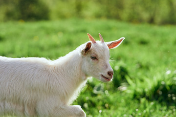 goat on a meadow
